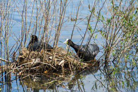 Pair of common Coots building a nest, Salburua parkの写真素材