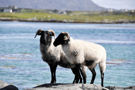 Flock of sheep, Mannin Bay, Irelandの写真素材