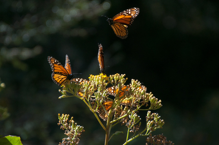 Monarch Butterfly Biosphere Reserve, Michoacan, Mexico