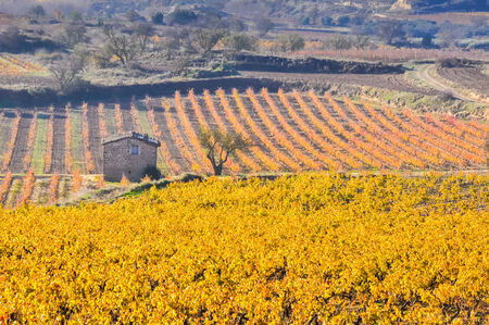 Vineyards In Autumn, La Rioja, Spainのeditorial素材