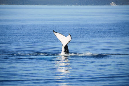 Humpback Whale in Hervey bay, Queensland, Australiaの写真素材