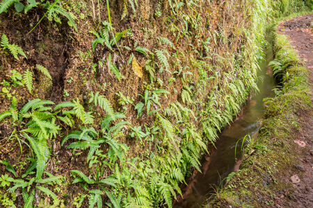 Levada of Caldeirao Verde, Madeira, Portugalの写真素材
