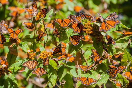 Monarch Butterfly Biosphere Reserve, Michoacan, Mexico