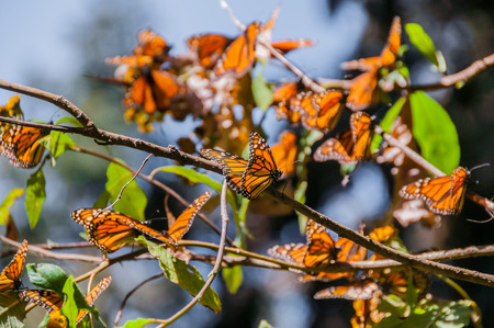 Monarch Butterfly Biosphere Reserve, Michoacan, Mexico