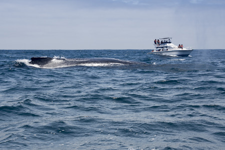 Tourists in whale watching boat view humpback whales on September 19, 2014 in Pacific Ocean, Ecuadorのeditorial素材