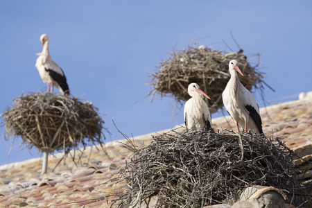 Storks in San Miguel Collegiate Church, Alfaro, Spain