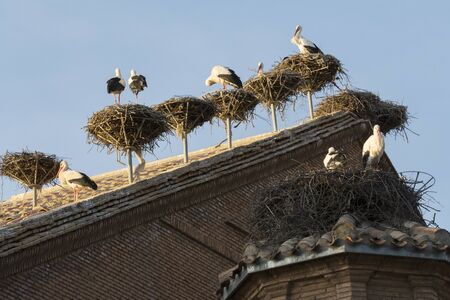 Storks in San Miguel Collegiate Church, Alfaro, Spainの写真素材