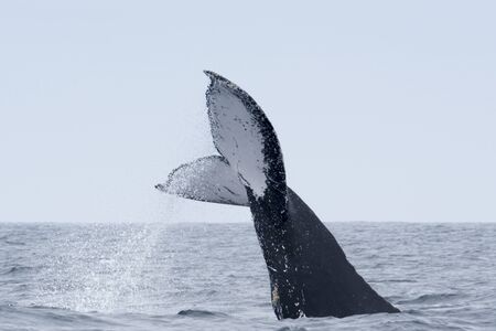 Humpback Whale in Puerto Lopez, Ecuadorの写真素材