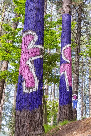The forest of Oma Urdaibai Biosphere Reserve Bizkaia Spainの写真素材