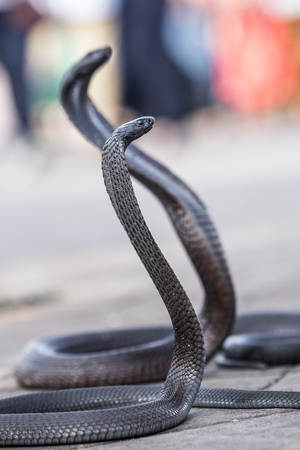 Two Egyptian cobras charmed at Jemaa elFnaa square Marrakesh Moroccoの写真素材