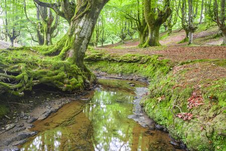 Otzarreta beech forest Gorbea Natural Park Bizkaia Spainの写真素材