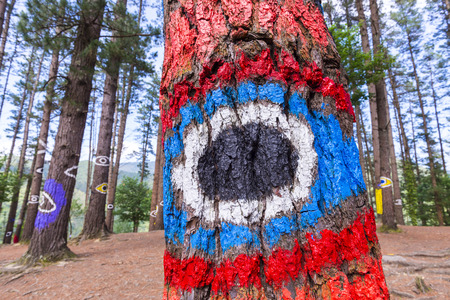 The forest of Oma Urdaibai Biosphere Reserve Bizkaia Spainの写真素材