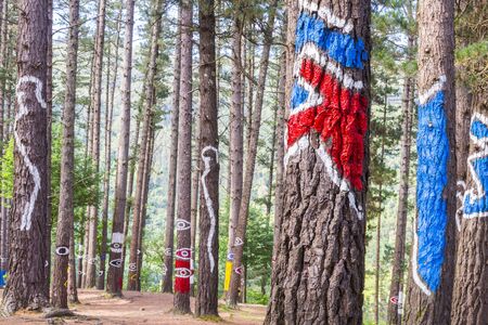 The forest of Oma Urdaibai Biosphere Reserve Bizkaia Spain