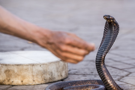 Egyptian cobra charmed at Jemaa elFnaa square Marrakesh Moroccoの写真素材