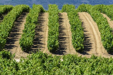 Vineyard, La Rioja, Spainの写真素材