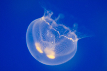Moon jellyfish, Aurelia auritaの写真素材
