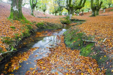 Otzarreta forest beech, Gorbea Natural Park, Bizkaia, Spainの写真素材