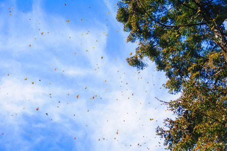 Monarch Butterfly Biosphere Reserve, Michoacan,Mexico