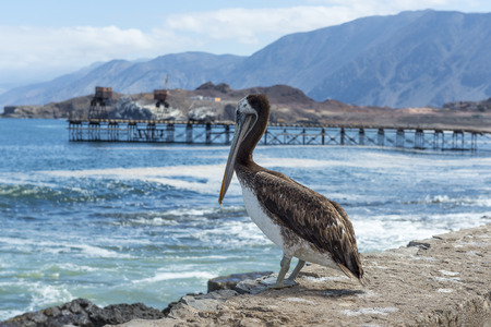 Brown pelican in the old pier, Taltal, Chileの写真素材