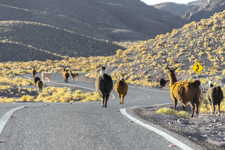 Herd of llamas crossing the road, Chileの写真素材