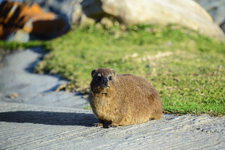 A Rock Hyrax or Dassie in Tsitsikamma National Park, South Africaの写真素材