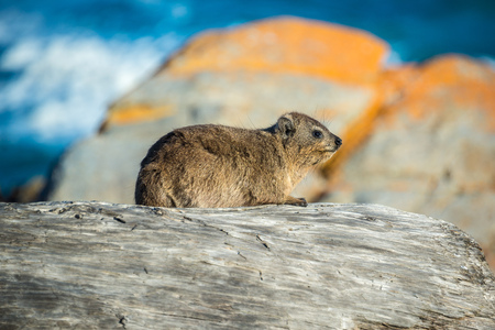 A Rock Hyrax or Dassie in Tsitsikamma National Park, South Africaの写真素材