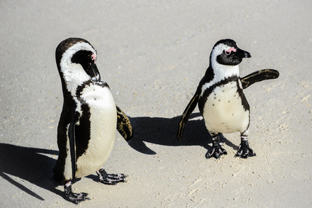 African penguins, Also known as Black-Footed or Jackass Penguin at Boulders Beach in Simon's Town, South Africaの写真素材