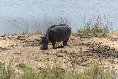 Hippo in Kruger National Park, South Africaの写真素材
