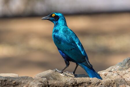 Shiny blue starling in Kruger National Park, South Africaの写真素材