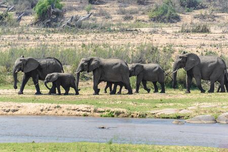 Herd of elephants, Kruger National Park, South Africaの写真素材