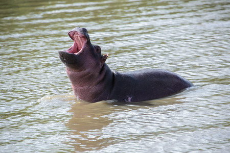 Baby hippo at the iSimangaliso Wetland Park, St Lucia, South Africaの写真素材