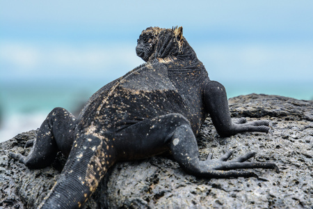 Galapagos marine iguana, Isabela island, Ecuadorの写真素材