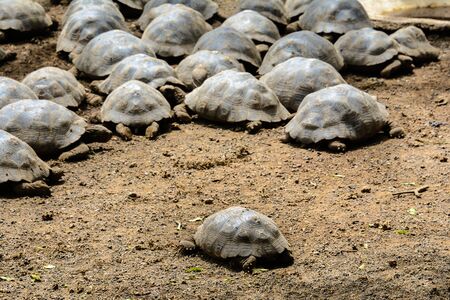 Giant tortoises in the Arnaldo Tupiza breeding center, Isabela island, Ecuadorの写真素材