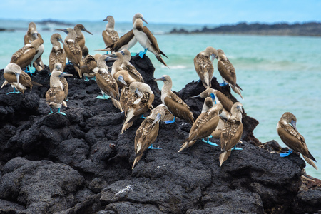 Blue footed boobies on a rock, Isabela Island, Ecuadorの写真素材