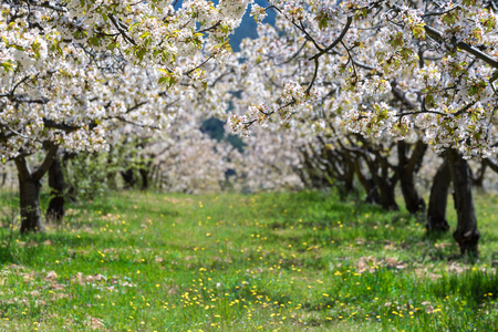 Cherry blossoms at Caderechas valley, Spain