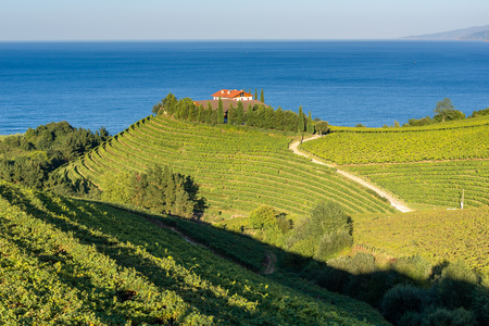 Txakoli vineyards with Cantabrian sea in the background, Getaria in Basque Country, Spainの写真素材