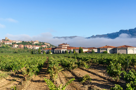 Vineyard with Laguardia town as background, Rioja Alavesa, Spain
