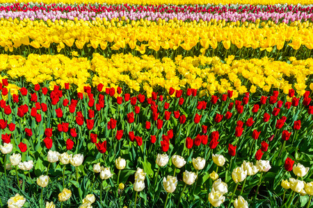 Tulip garden in Keukenhof park, The Netherlandsの写真素材