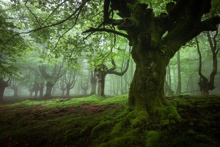 Belaustegi beech forest, Gorbea Natural Park, Vizcaya, Spainの写真素材