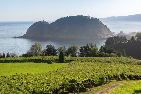 Vineyards with the Cantabrian Sea in the background, Getaria, Spainの写真素材