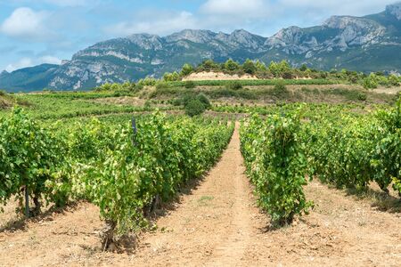 Vineyard in summer at Rioja Alavesa, Basque Country, Spainの写真素材