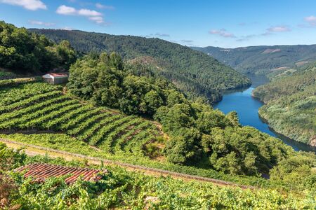 Vineyards along Minho River, Ribeira Sacra in Lugo province, Spainの写真素材