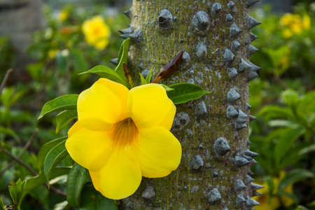 Close up of trunk of tree with thorns and a yellow flower with green foliage on a field.の写真素材