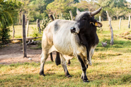 Impressive black and white Cebu bull looking at the horizon in a meadow of green pastures and leafy trees in front of a fence.の写真素材