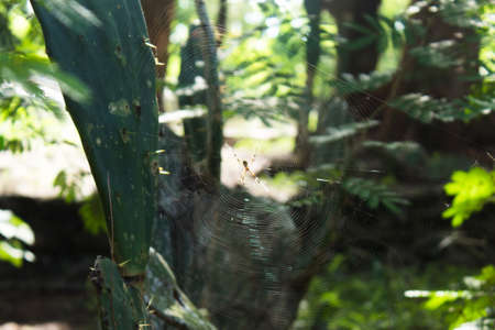 Close-up of a spider in a cobweb caught of a cactus in the morning with blurry background of trees.の写真素材