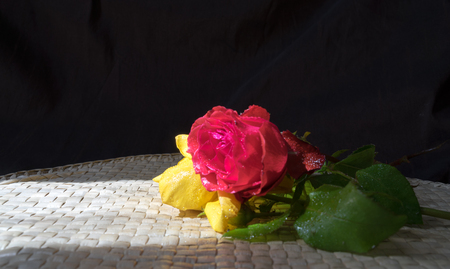 Red an Yellow Rosesの写真素材
