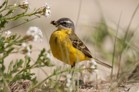 Yellow Wagtail (Motacilla flava iberiae) with insects in the beak.の写真素材