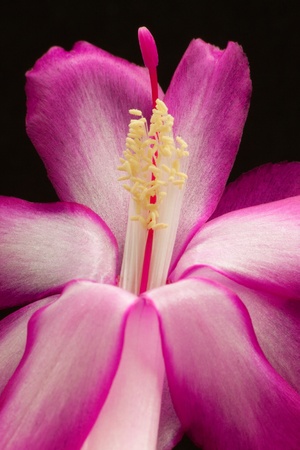 The Schlumbergera Truncata is known as the Christmas Cactus because blooms during this period. It's origins are the Brazilian forests.の写真素材