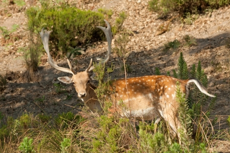 The fallow deer  Cervus dama  is a diurnal deer and therefore relatively easy to observe  Only the males have palmate antlers that fall in the spring growing new ones immediately の写真素材