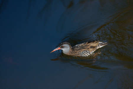 A Water Rail crossing Sao Pedro de Arcos lagoon in the Protected Area of Sao Pedro de Arcos and...